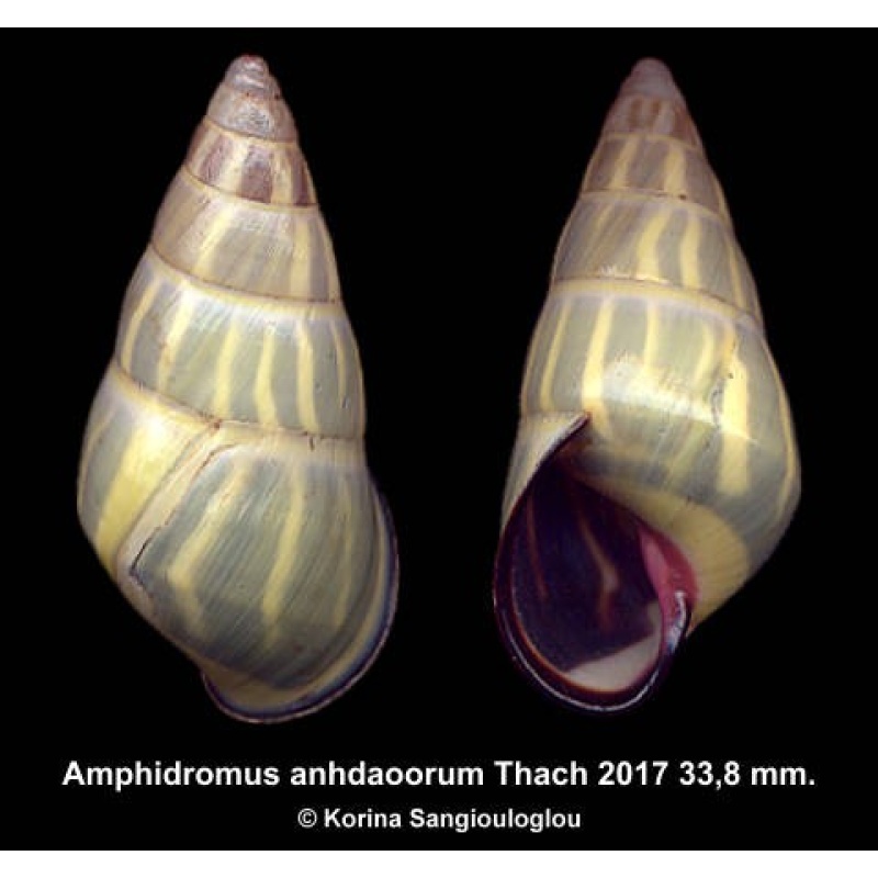 Amphidromus anhdaoorum Gorgeous Sinistral Unique!