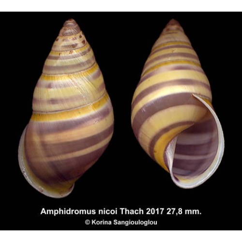 Amphidromus nicoi Gorgeous Dextral Colorful!