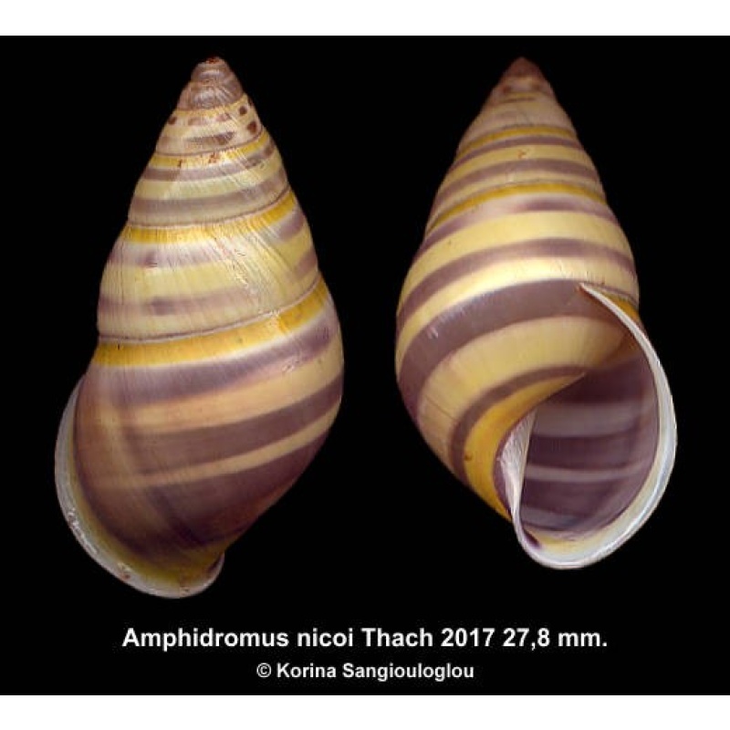 Amphidromus nicoi Gorgeous Dextral Colorful!