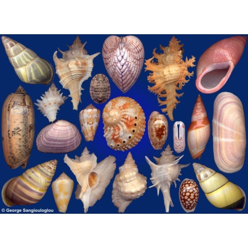 Seashells composition from auction January 2019