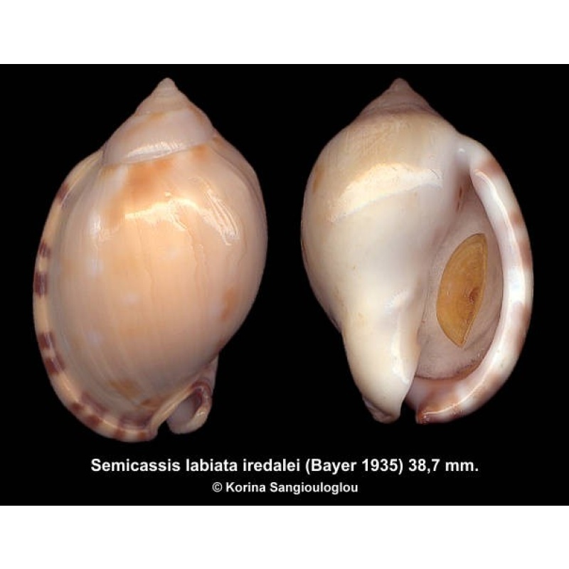Semicassis labiata iredalei Gorgeous!