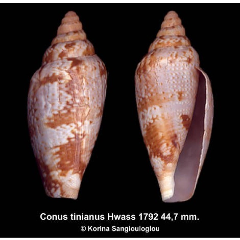 Conus tinianus Gorgeous!