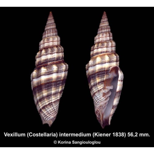 Vexillum (Costellaria) intermedium Gorgeous!