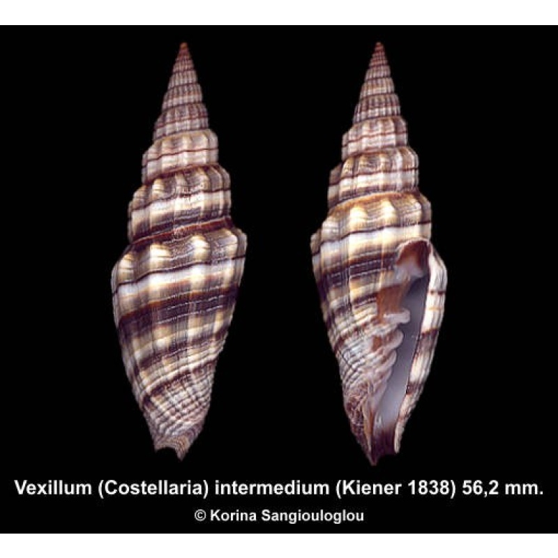 Vexillum (Costellaria) intermedium Gorgeous!