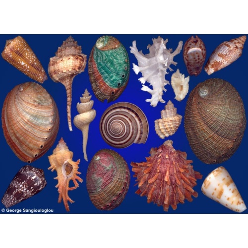 Seashells composition from auction February 2019