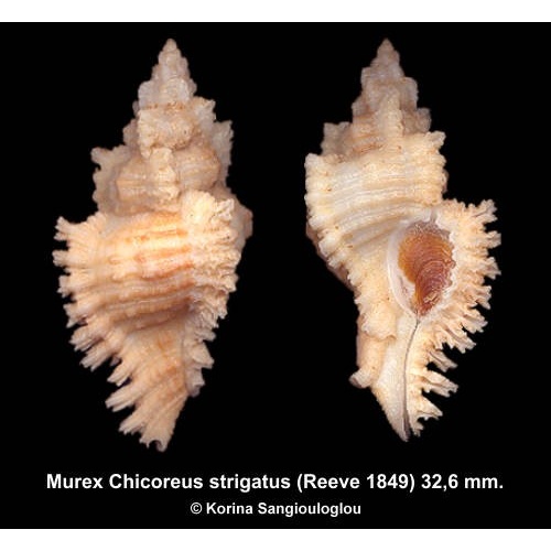Murex Chicoreus strigatus Gorgeous From Okinawa!