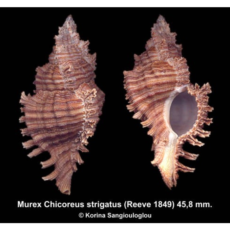Murex Chicoreus strigatus Gorgeous Strange!