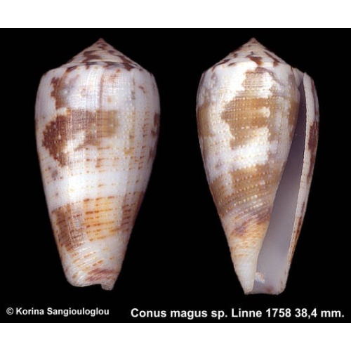 Conus magus sp. Gorgeous Colorful!