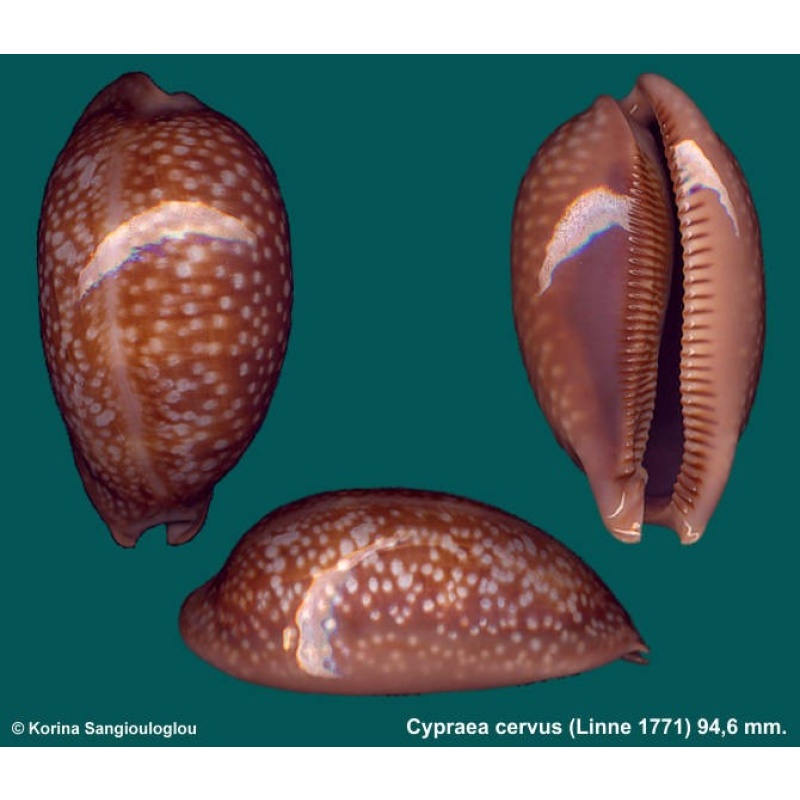 Cypraea cervus Gorgeous!