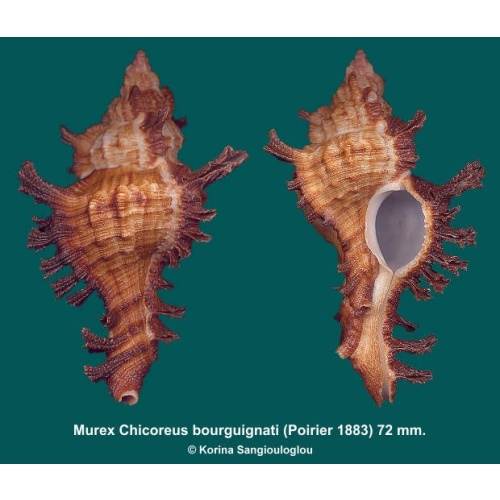 Murex Chicoreus bourguignati Gorgeous!