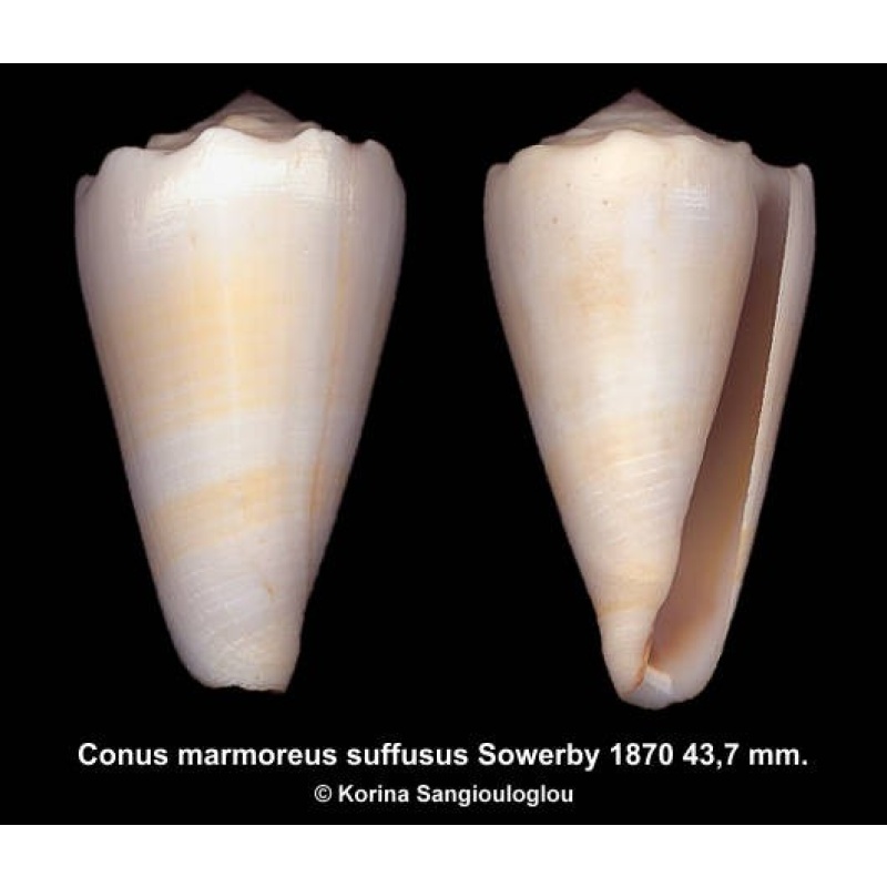 Conus marmoreus suffusus Gorgeous Unusual!
