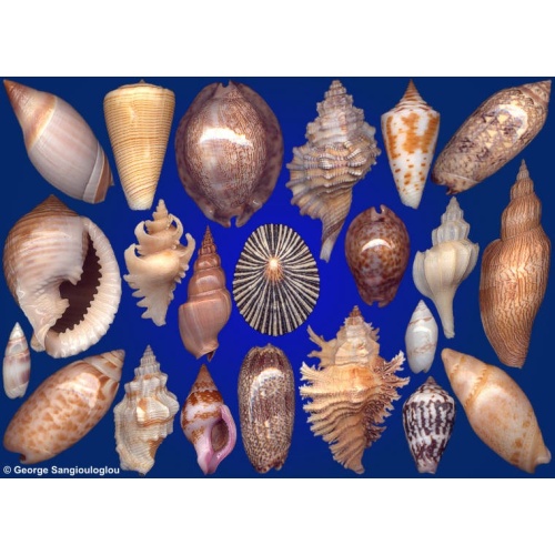 Seashells composition from auction July 2019
