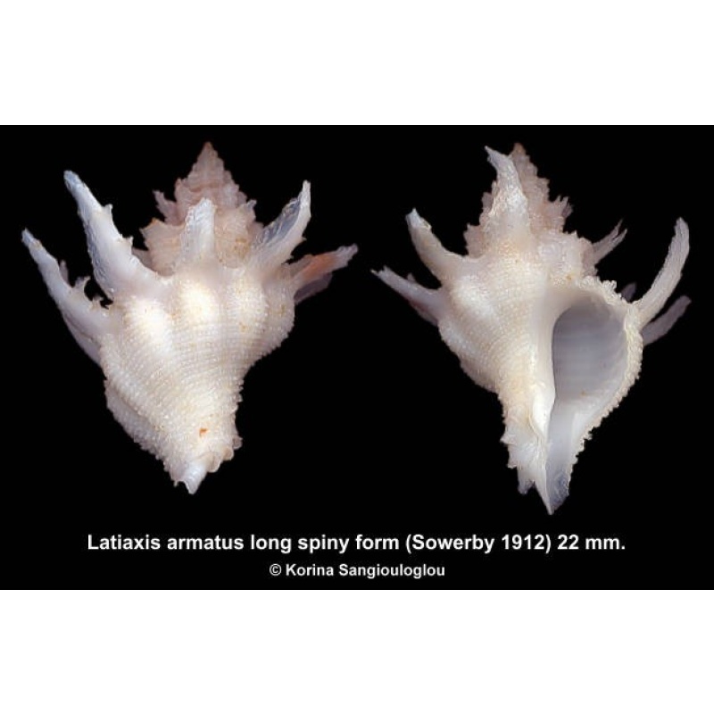 Latiaxis armatus long spiny form Gorgeous White!