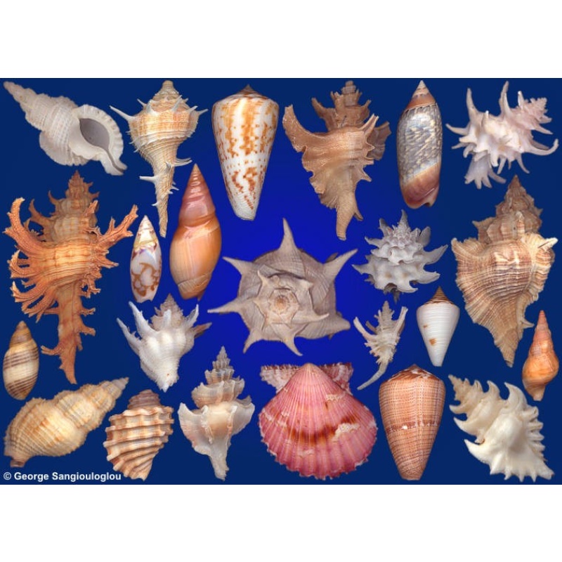 Seashells composition from auction August 2019