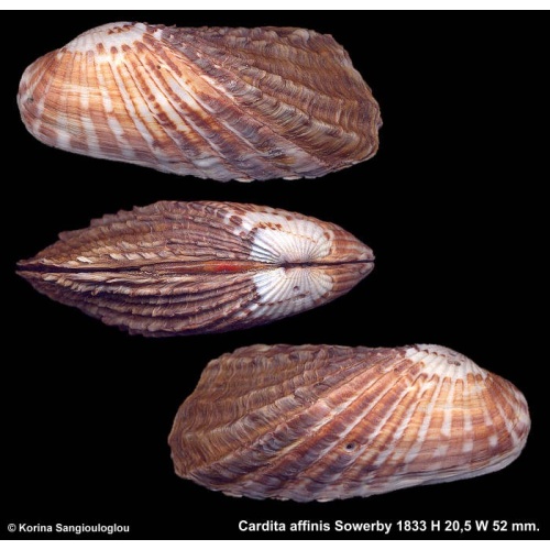 Cardita affinis Gorgeous Extra large!
