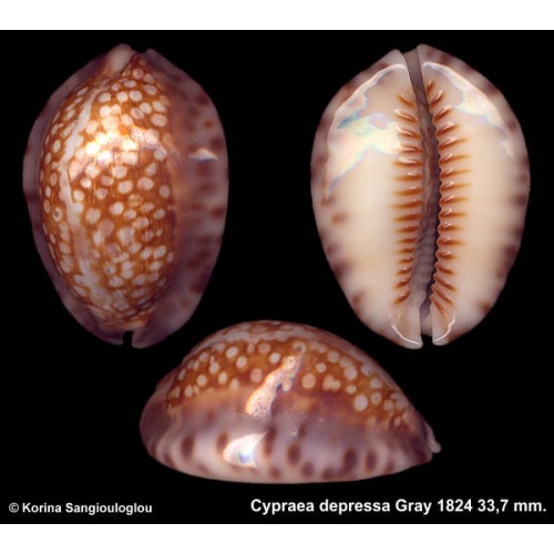 Cypraea depressa Outstanding!