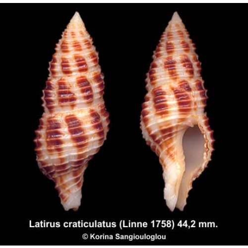 Latirus craticulatus Gorgeous Extra large!
