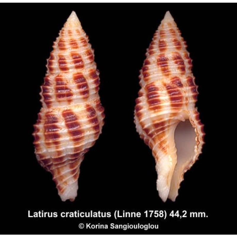 Latirus craticulatus Gorgeous Extra large!