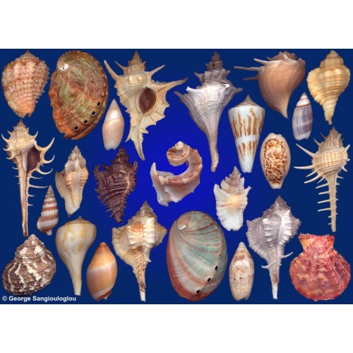 Seashells composition from auction October 2019