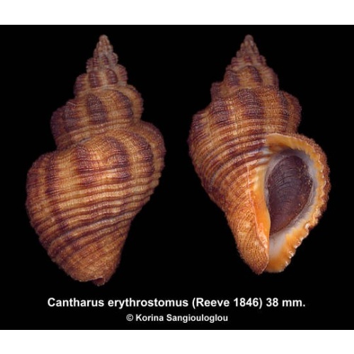 Cantharus erythrostomus Outstanding Giant!