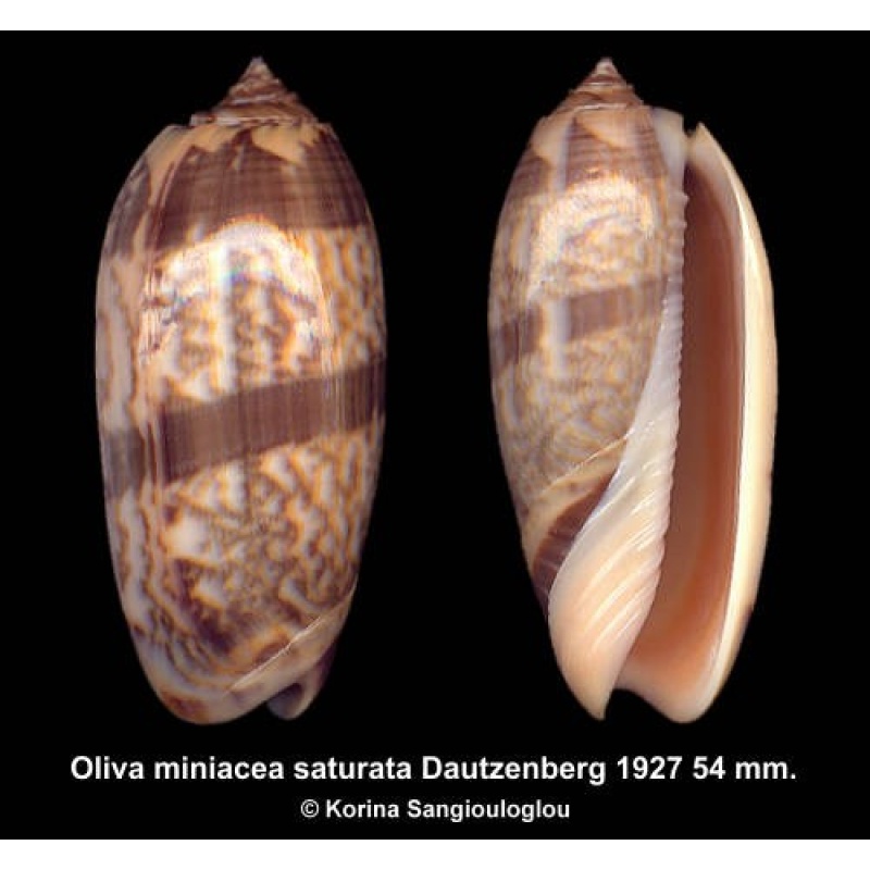 Oliva miniacea saturata Gorgeous!