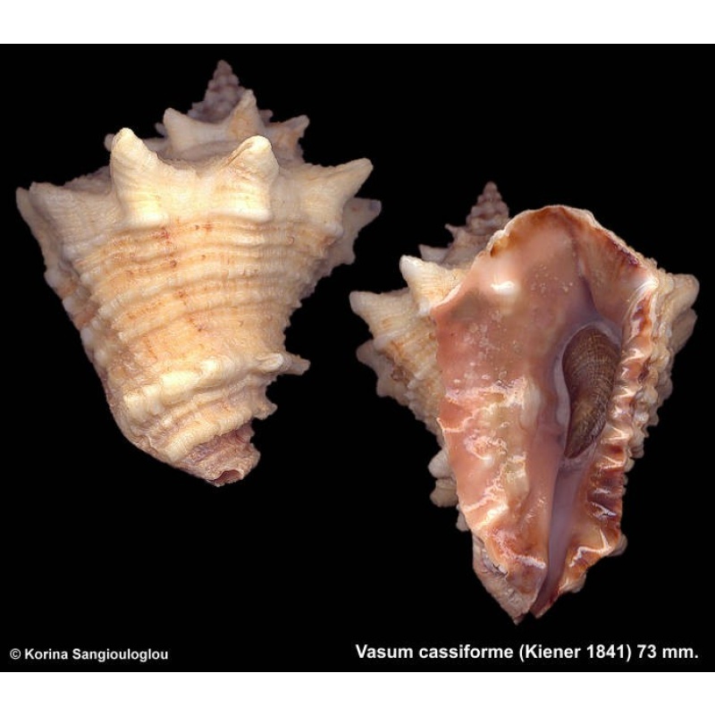 Vasum cassiforme Gorgeous Heavy!