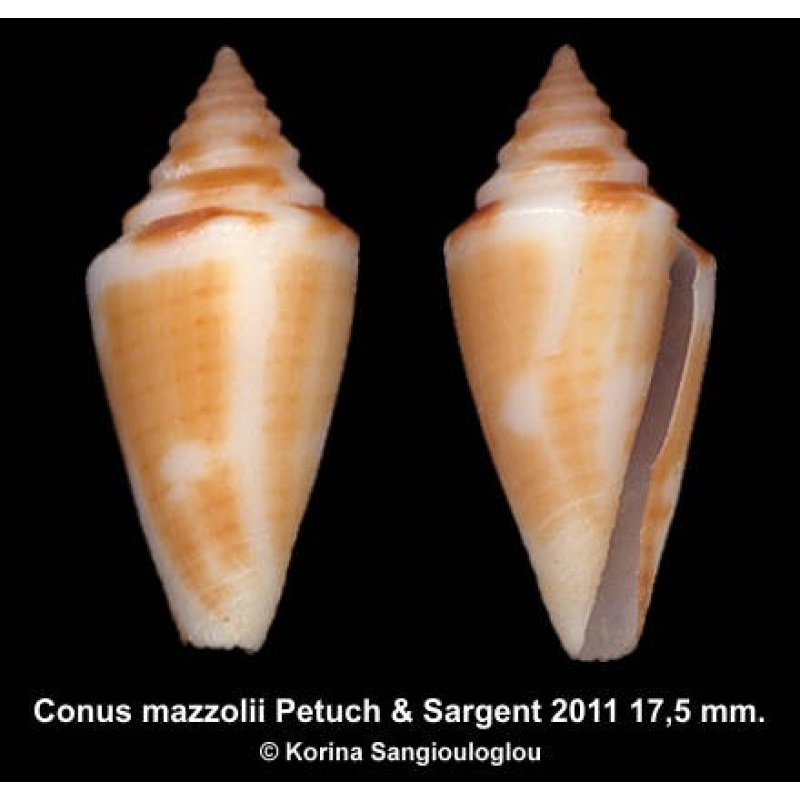 Conus mazzolii Outstanding Rare!