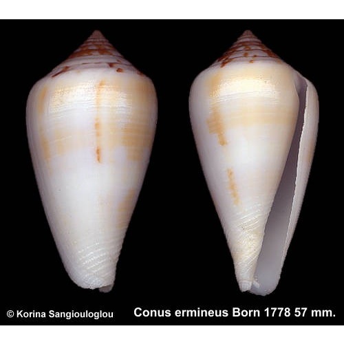 Conus ermineus Outstanding White/Yellow!