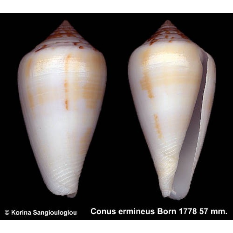 Conus ermineus Outstanding White/Yellow!