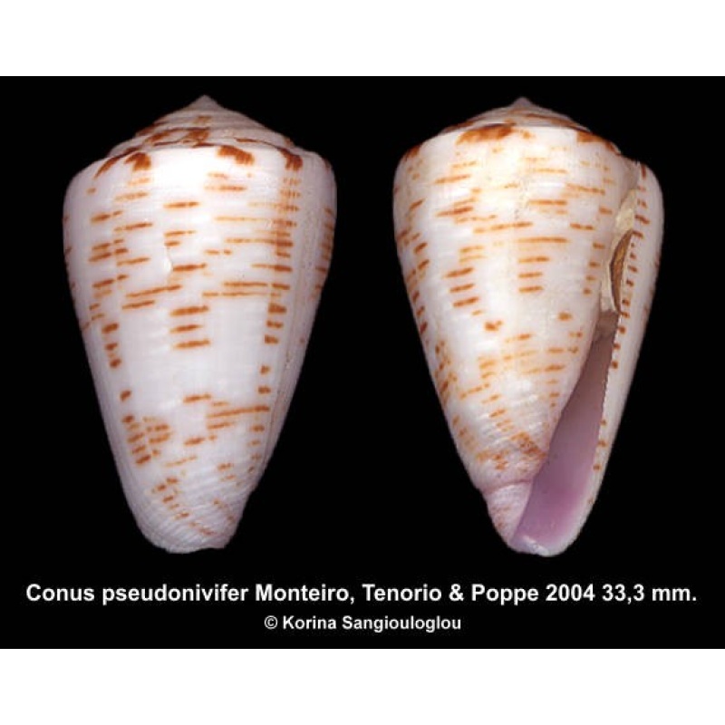 Conus pseudonivifer Gorgeous!