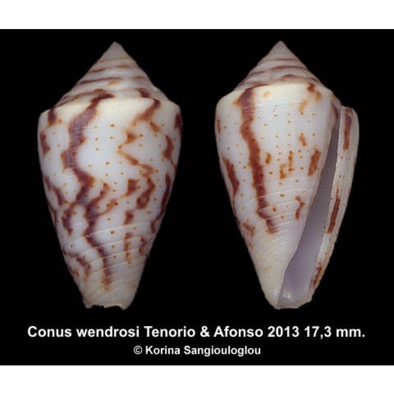 Conus wendrosi Outstanding! Large!
