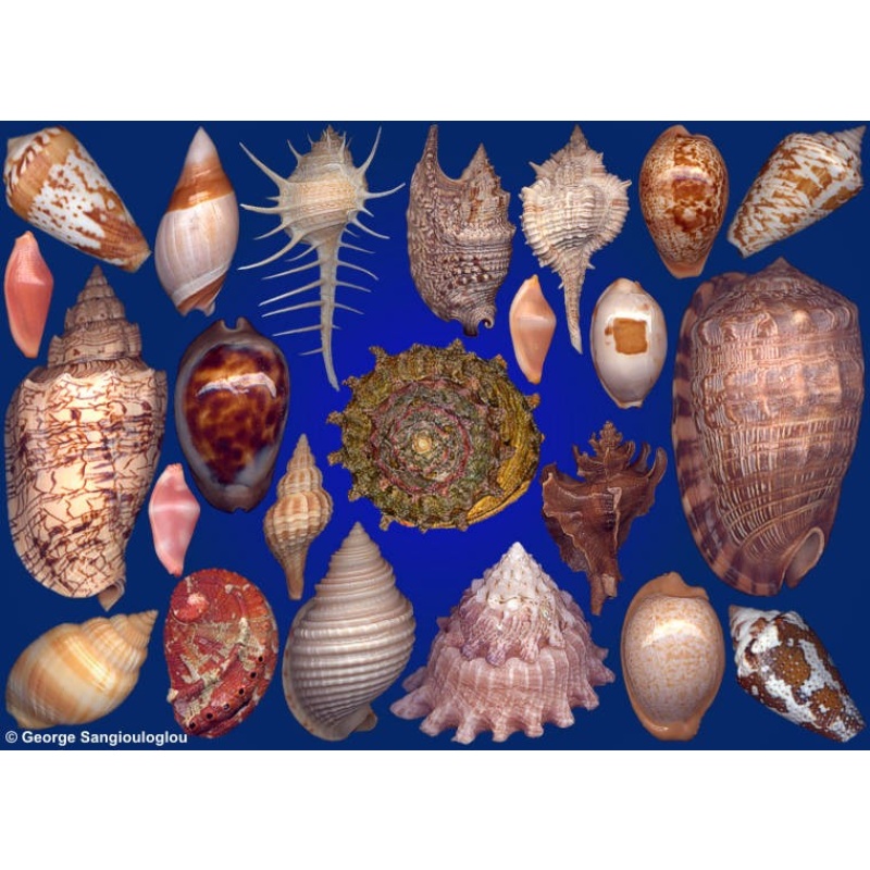 Seashells composition from auction February 2020