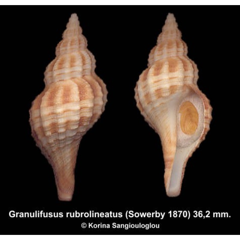 Granulifusus rubrolineatus Gorgeous!