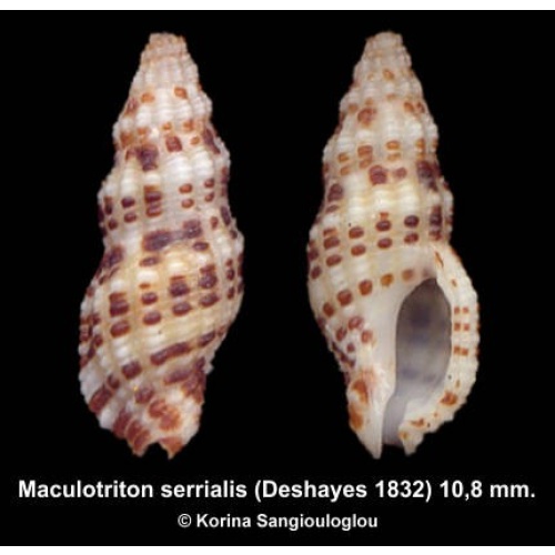 Maculotriton serrialis Outstanding!