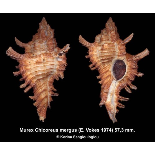 Murex Chicoreus mergus Gorgeous Large!