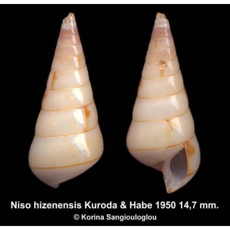 Niso hizenensis Outstanding!