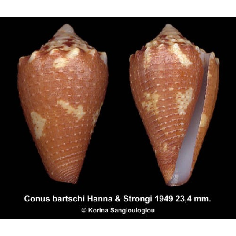 Conus bartschi Gorgeous Granulose!