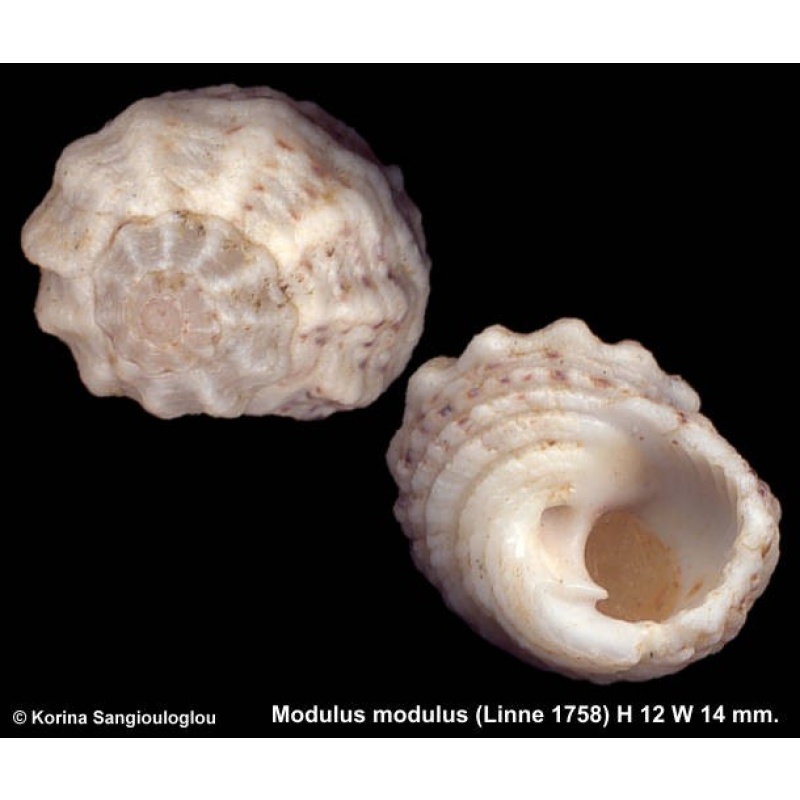 Modulus modulus Outstanding!