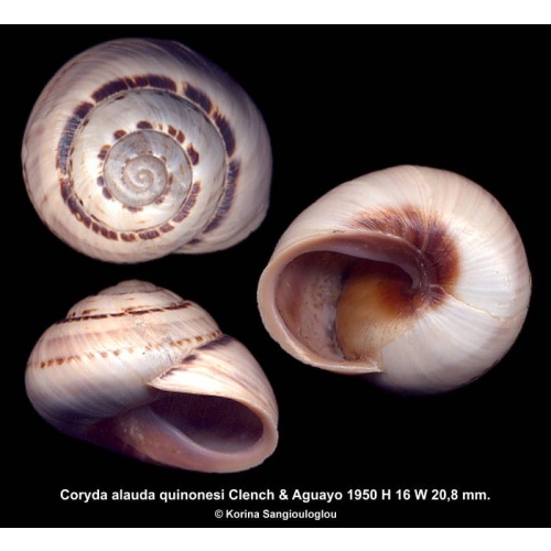 Coryda alauda quinonesi Gorgeous Rare!