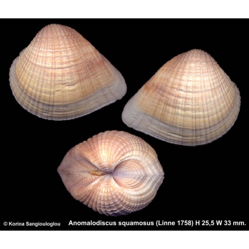 Anomalodiscus squamosus Gorgeous Large!