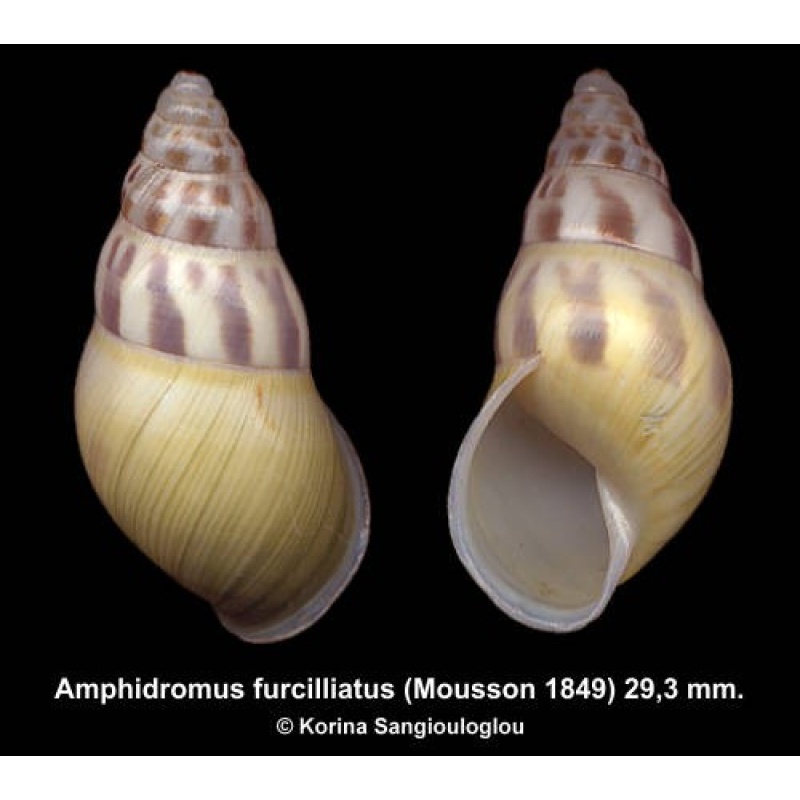 Amphidromus furcilliatus Outstanding Yellow!