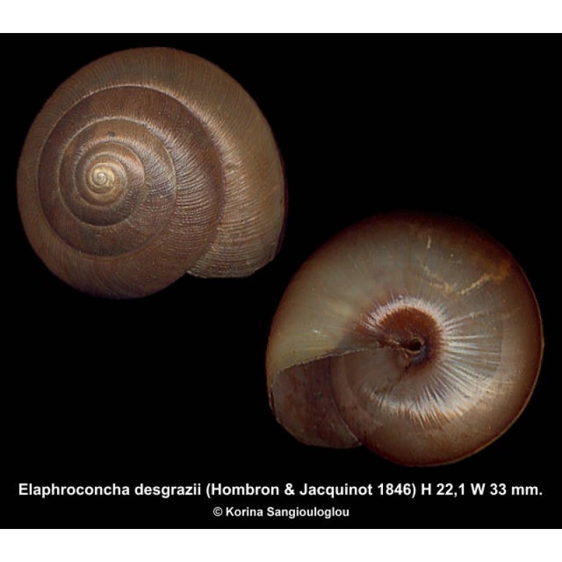 Elaphroconcha desgrazii Outstanding Yellowish!