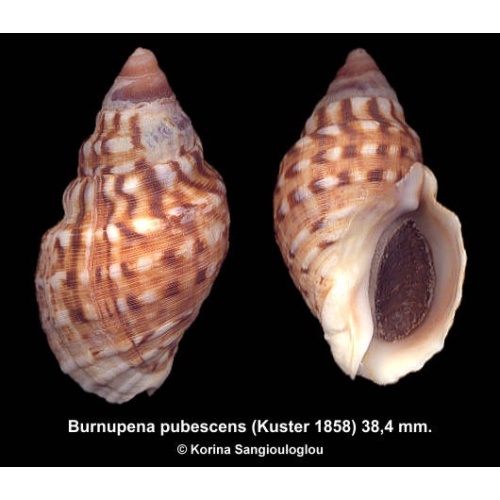 Burnupena pubescens Outstanding!