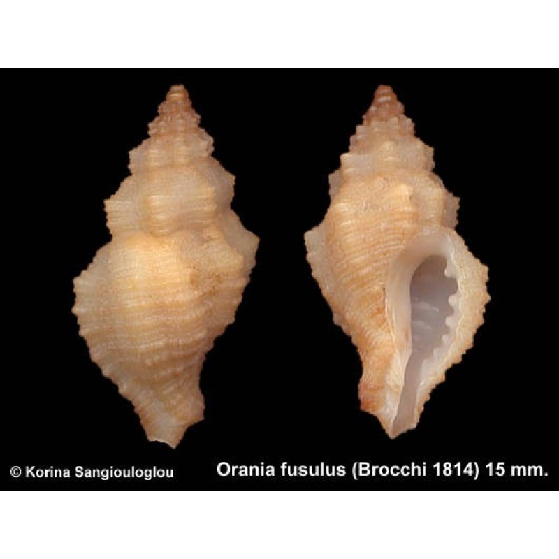 Orania fusulus Outstanding Yellow!