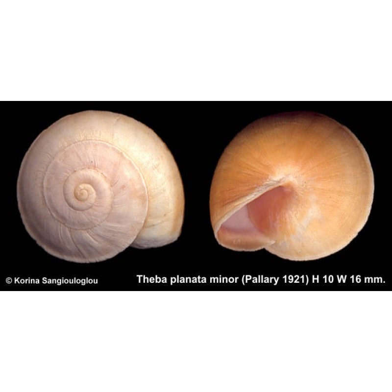 Theba planata minor Outstanding!