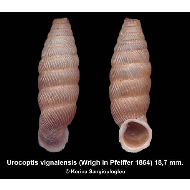 Urocoptis vignalensis Outstanding!