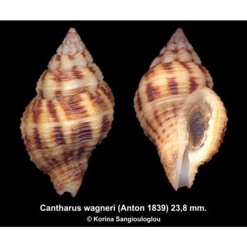 Cantharus wagneri Gorgeous!