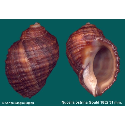 Nucella ostrina Outstanding Dark!