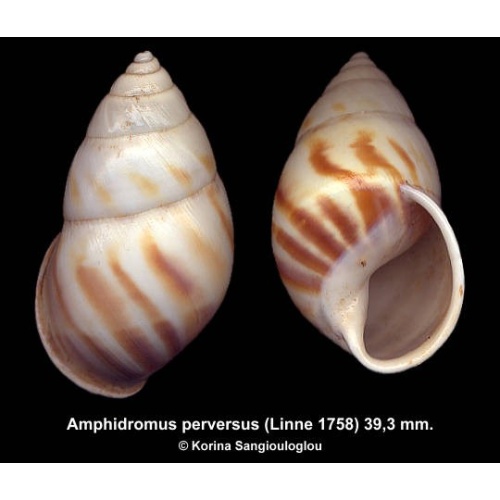 Amphidromus perversus Outstanding Dextral White!