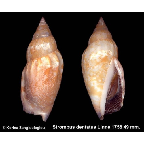 Strombus dentatus Gorgeous Light Multicolor!
